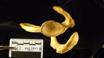 Media type: image;   Mammalogy 20043